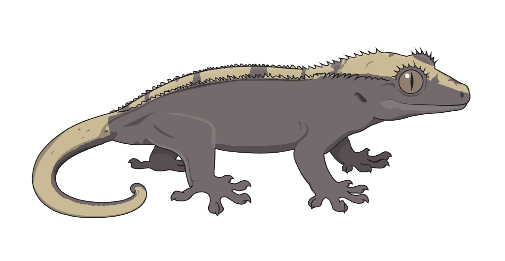 A gecko showing Hypo