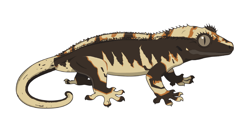 A gecko showing White Pattern