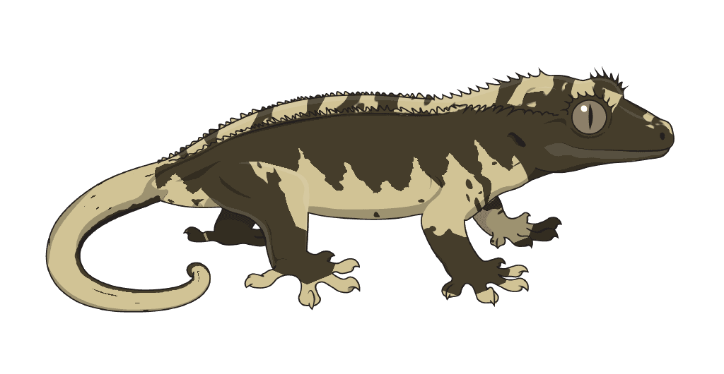No visible tigering