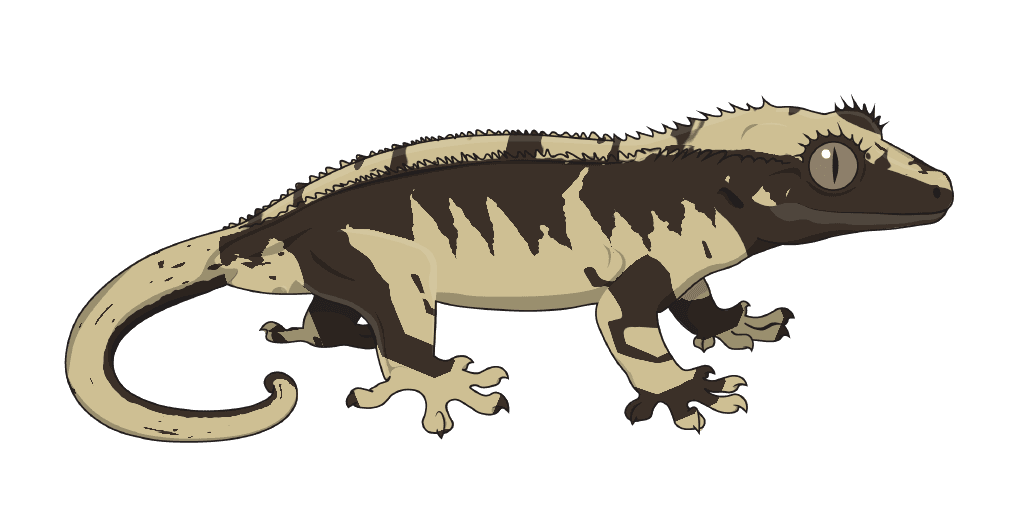 A gecko showing Harlequin
