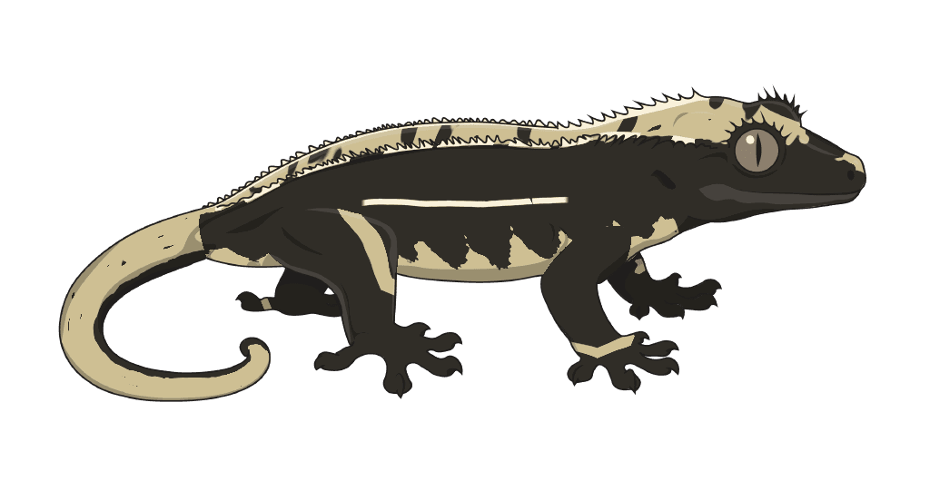 A gecko showing Quadstripe