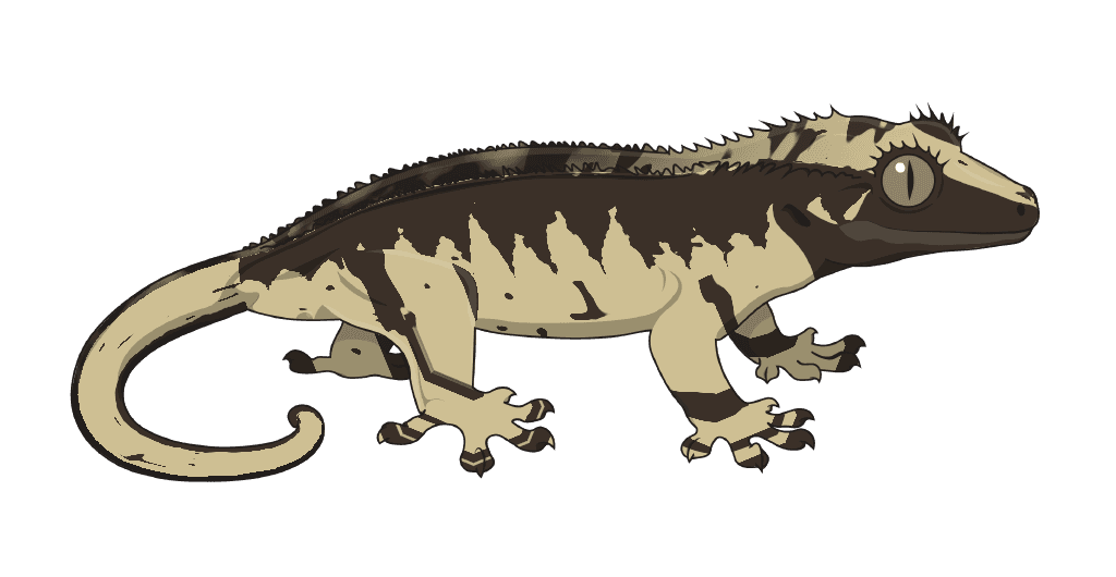 Empty Back: the same harlequin, dorsal veiled in base colour