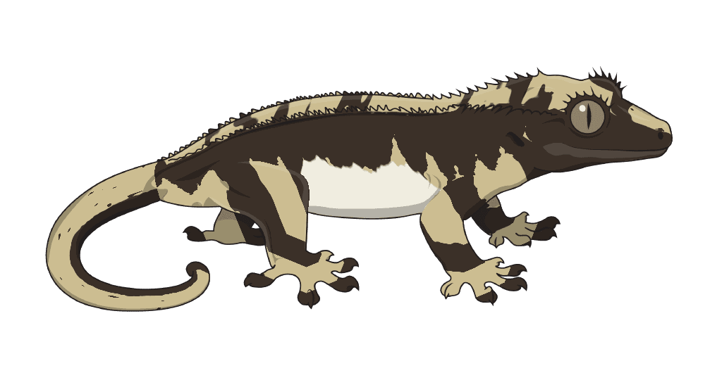 A gecko showing Whitewall