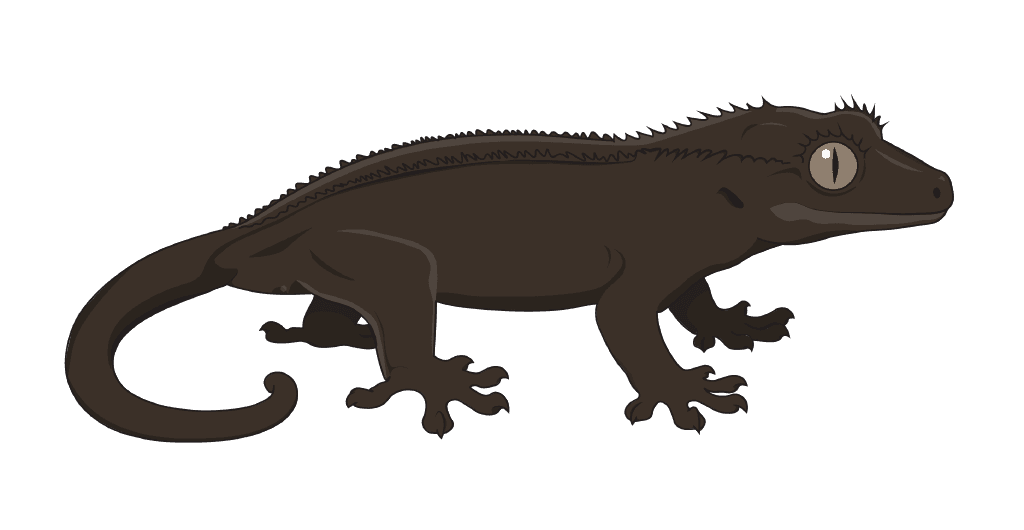 A gecko showing Patternless