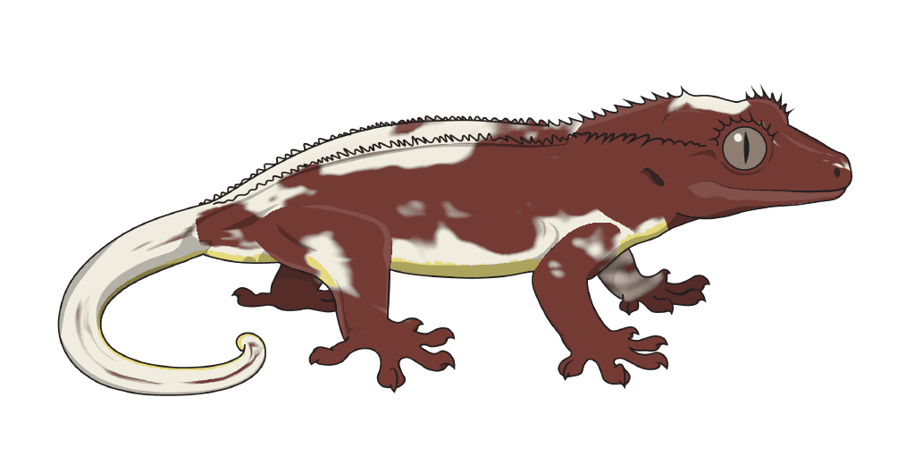 Lilly White on a red gecko, with its highlighter accent along the belly