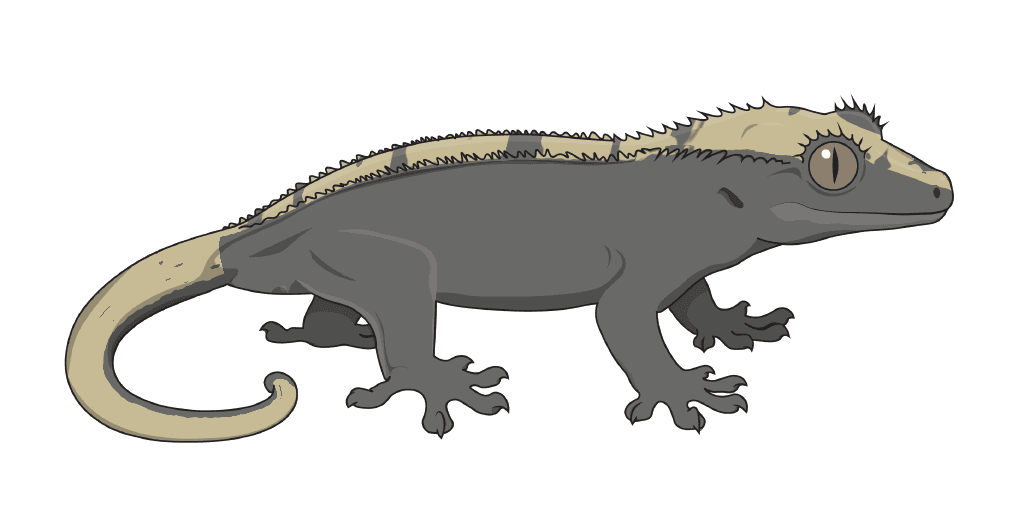 A gecko showing Axanthic