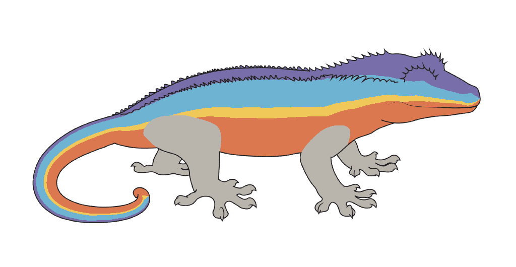 The dorsal and the three sections of the side