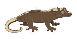 Gecktopia render of Normal