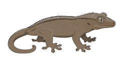 Gecktopia render of Bicolor