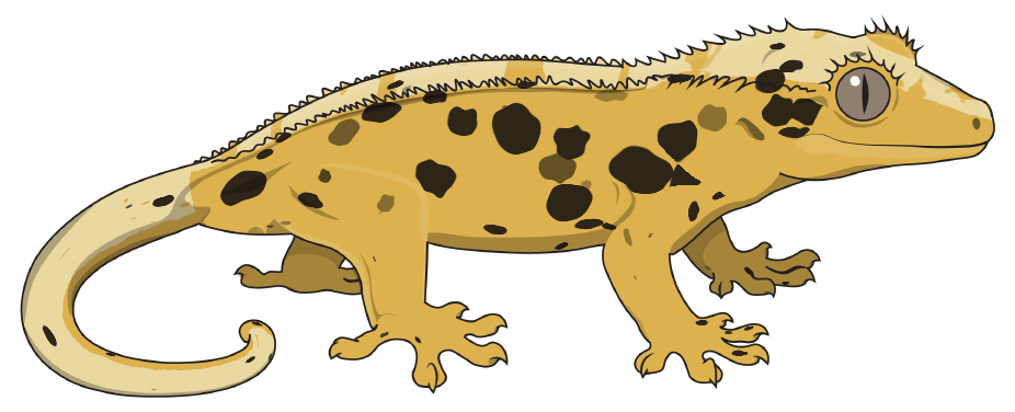 Ink Spot crested gecko, drawn from its genes